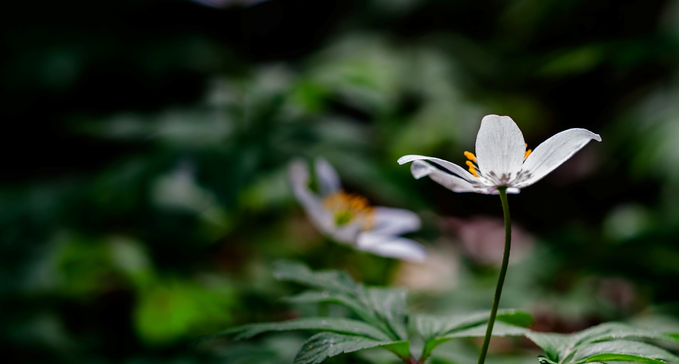 White anemones